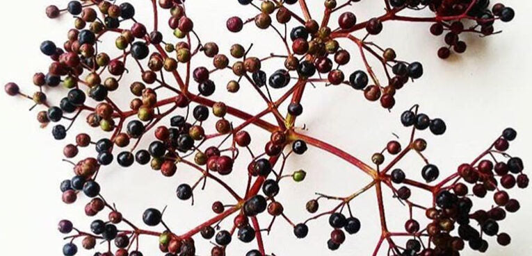 Du sureau noir, un peu, beaucoup, à la folie, passionnément !