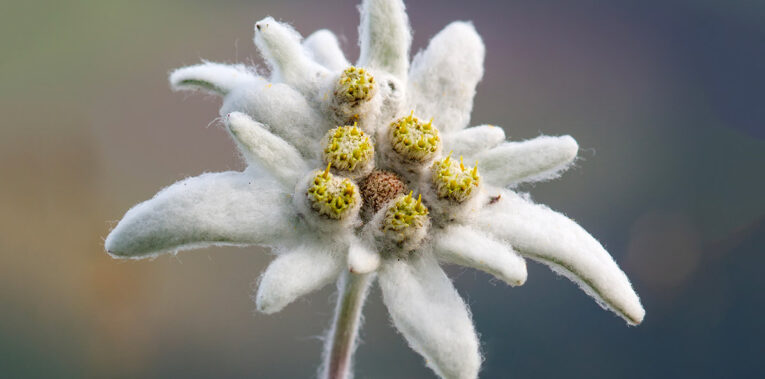 Quels sont les bienfaits de l’edelweiss sur la peau ?