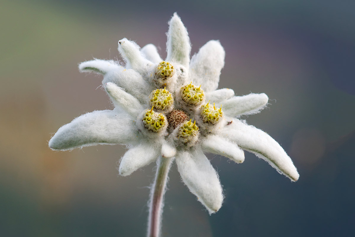 Edelweiss : bienfaits sur la peau - Saint-Gervais Mont Blanc